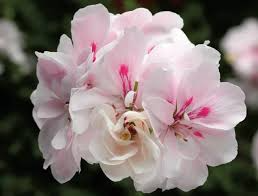White Pink Pelargonium peltatum Trailing Ivy Geranium - 2 Live 6" Cuttings, Rare Double Blooms