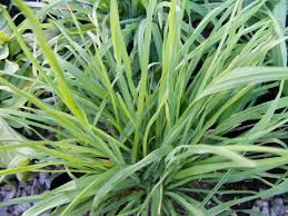 Cat Grass Seeds (Dactylis glomerata) - 50 Seeds for Safe Indoor Cat Grass