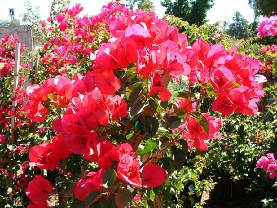 Double Red Bougainvillea Starter Plant | Well-Rooted, USA Grown