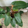 Red Emerald Philodendron Erubescens - 17" Tall Fully Rooted Climbing Starter Plant