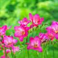 Freesia Single Pink Bulbs - 5 Fragrant Pink Blooms, Spring - Zone 9-10