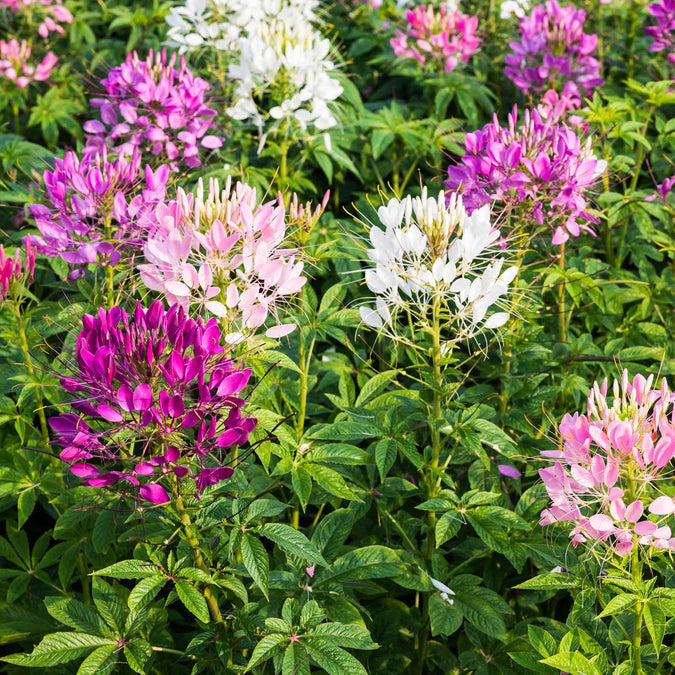 Mixed Colors Cleome Seeds (Cleome hassleriana) – Non-GMO, 3-5 ft Tall Spider Flower, White/Violet/Red