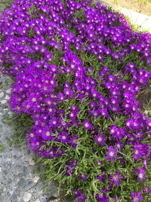 Creeping Ice Plant Cuttings (Delosperma sp.) - 10 Unrooted Cuttings, Purple/Pink Blooms