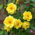 Yellow Climbing Rose Seeds - 20 Pack, Rare Vining Rosa spp. - Bright Golden Yellow Blooms