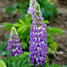 Perennial Blue Lupine Seeds - Lupinus polyphyllus, 500mg, Pollinator-Friendly Wildflower