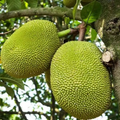 Red Jackfruit Seeds - 10 Fresh Artocarpus heterophyllus Seeds for Starter Plant