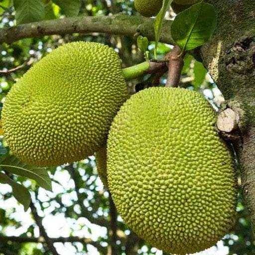 Red Jackfruit Seeds - 10 Fresh Artocarpus heterophyllus Seeds for Starter Plant