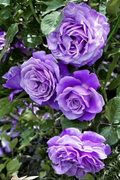 Purple Climbing Rose Seeds - 20 Seeds | Deep Purple, Fragrant, Fast-Growing Vines