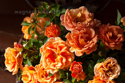 Pumpkin Patch Rose Starter Plant - 6-10", Orange-Brown Blooms, Full Sun