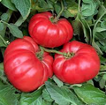 Giant Belgium Pink Tomato Seeds - Heirloom, Non-GMO, Indeterminate, 85-95 Days