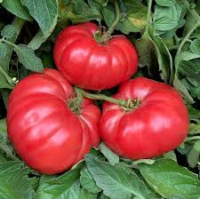 Giant Belgium Pink Tomato Seeds - Heirloom, Non-GMO, Indeterminate, 85-95 Days