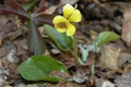 Yellow Violets (Viola Rotundifolia) Bare-Root Starter Plants – 4 to 24"