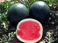 Black Diamond Watermelon Seeds - Heirloom Non-GMO, 30-75 lb Fruit, 90 Days