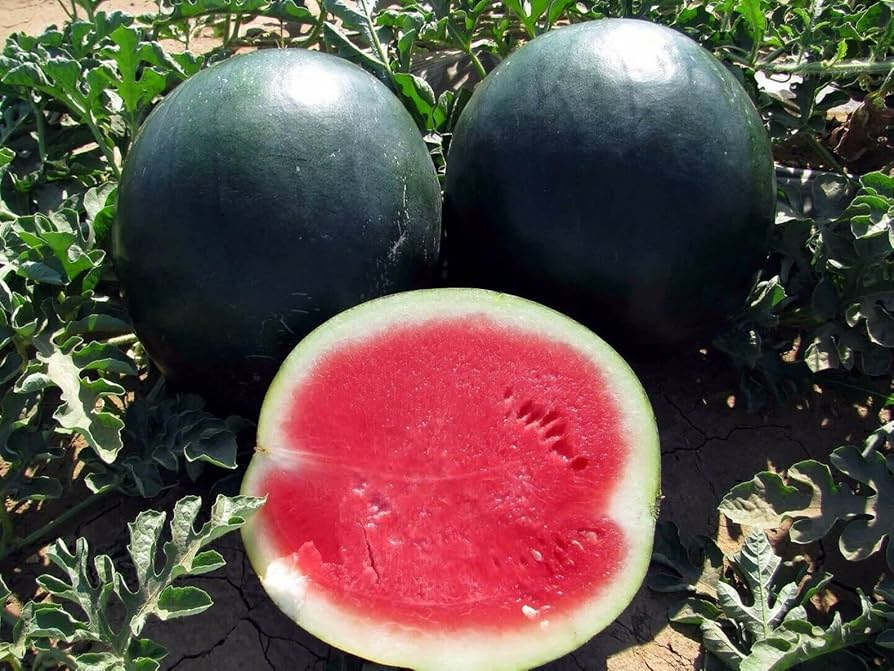 Black Diamond Watermelon Seeds - Heirloom Non-GMO, 30-75 lb Fruit, 90 Days