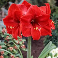 Amaryllis Red Lion Bulb - Large Red Blooms, 24" Tall, Zones 8-11, Easy to Grow