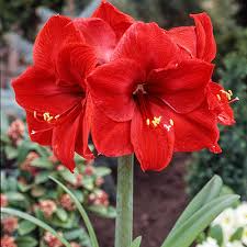 Amaryllis Red Lion Bulb - Large Red Blooms, 24" Tall, Zones 8-11, Easy to Grow