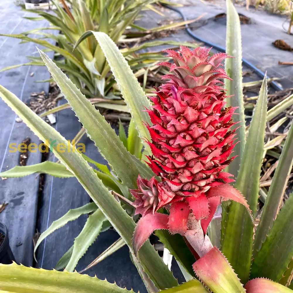 Singapore Red Pineapple Seeds - 15+ USA-Grown Ananas Comosus for Home Growing