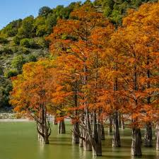 Bald Cypress Tree 2-3 ft Live Seedling | Taxodium distichum | Wetland Shade Tree
