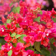 Bengal Orange Bougainvillea Starter Plant | Well-Rooted Plug