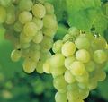 Sweet Seedless Green Grape Vine - Rooted Cutting, Ready to Plant