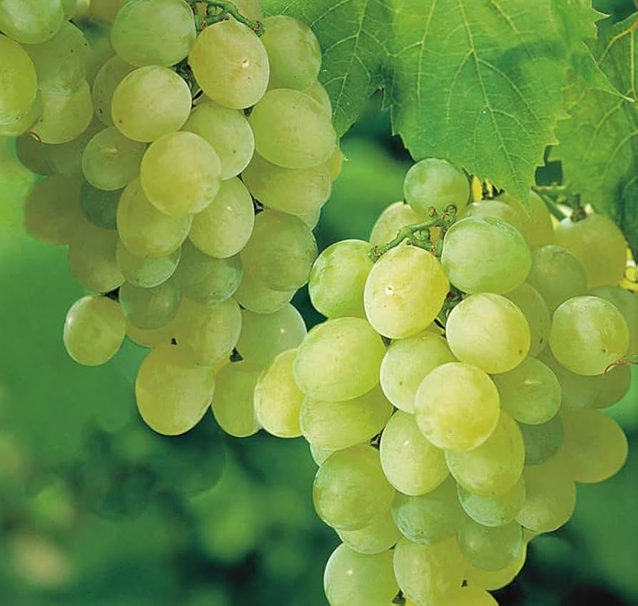 Sweet Seedless Green Grape Vine - Rooted Cutting, Ready to Plant