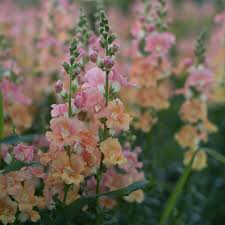 Chantilly Mix Snapdragon Seeds (Antirrhinum majus) - 1000 Seeds - Tall Fragrant Blooms