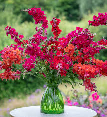 Chantilly Velvet Snapdragon Seeds (Antirrhinum majus) - 1000+ Seeds, Tall Fragrant Deep Red Blooms