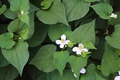 Fish Mint (Houttuynia cordata) Bare Root - 15 Live Plants, Perennial Ground Cover