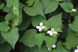Fish Mint (Houttuynia cordata) Bare Root - 15 Live Plants, Perennial Ground Cover