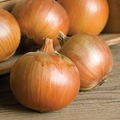 Patterson Onion Seeds | Long-Day Storage Onion - 500+ Seeds, 3-9 Zones