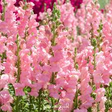 Costa Deep Rose Snapdragon Seeds (Antirrhinum majus) - 1000+ Deep Rose-Pink Seeds