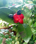 Ochna serrulata (Mickey Mouse Plant) Seeds - 35 Fresh Seeds for Bonsai & Tropical Gardens