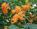 Orange Zest Jasmine (Cestrum aurantiacum) Starter Plant – Flowering Shrub, Attracts Butterflies, Zones 7-8