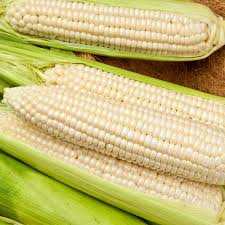 Silver Queen Hybrid Sweet Corn Seeds (Zea mays) - 1/4 oz 50-60 Seeds