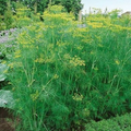 Dill Bouquet Seeds Anethum graveolens - 1g Seed Packet, Non-GMO Heirloom, Culinary & Medicinal, Pollinator-Friendly