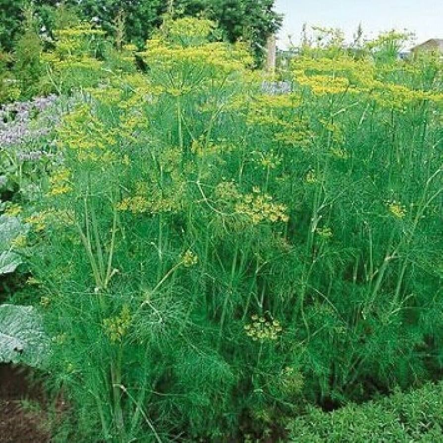 Dill Bouquet Seeds Anethum graveolens - 1g Seed Packet, Non-GMO Heirloom, Culinary & Medicinal, Pollinator-Friendly