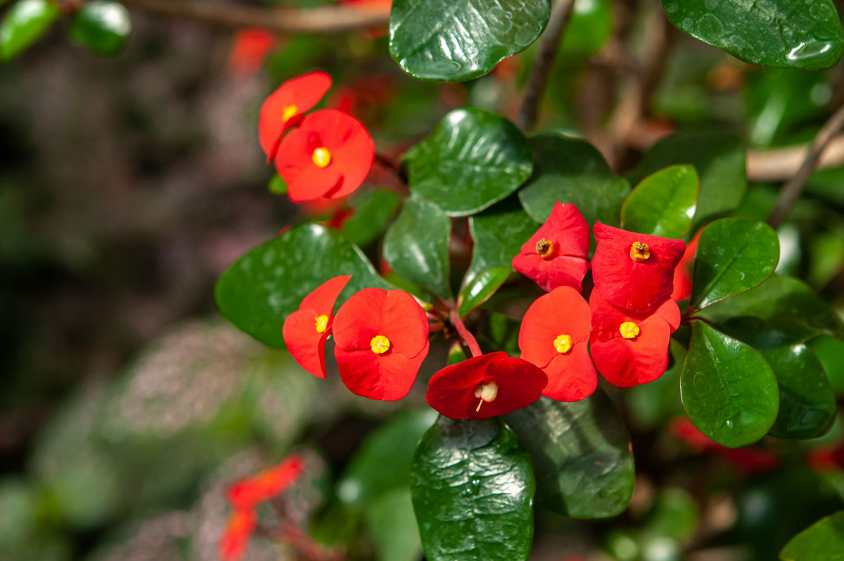Red Crown of Thorns Cutting (Euphorbia milii) - Unrooted Starter Plant