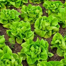 Bibb Lettuce Seeds - Heirloom, Non-GMO | 45 Days to Maturity