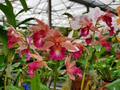 Phaius Lady Ramona Harris Looking @ You Orchid - 3-Inch Pot