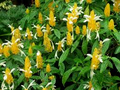 Yellow Shrimp Plant Starter - Pachystachys lutea (Golden Shrimp Plant) Plug Plant 3-5"