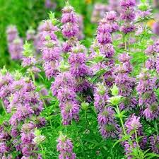 Lemon Mint Seeds - 1,000 Non-GMO Culinary Herb | Monarda citriodora