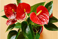 Red Sensation Anthurium Starter Plant (King Veitchii) - Rooted Seedling, Indoor/Outdoor Flowering Plant