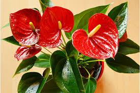 Red Sensation Anthurium Starter Plant (King Veitchii) - Rooted Seedling, Indoor/Outdoor Flowering Plant