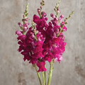 Antirrhinum majus Potomac Royal Snapdragon Seeds - 1000+ Rich Purple Blooms