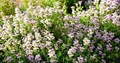 Thyme (Thymus vulgaris) Seeds - 300 Seed Pack for Culinary Use & Pollinator Gardens