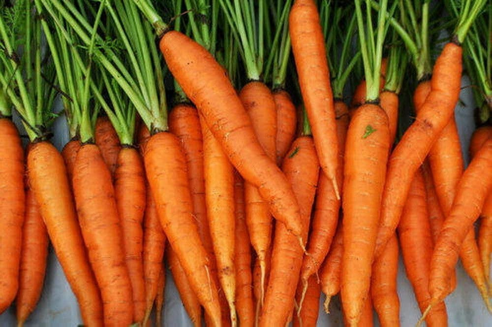 Imperator Carrot Seeds - 2,000 Heirloom Non-GMO, All-America Selections