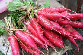 China Rose Radish Seeds - Heirloom Winter Radish, 500+ Seeds