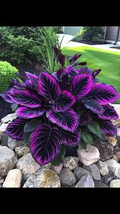 Purple Tip Calathea Couture Seeds (Calathea sp.) – 25 Seeds