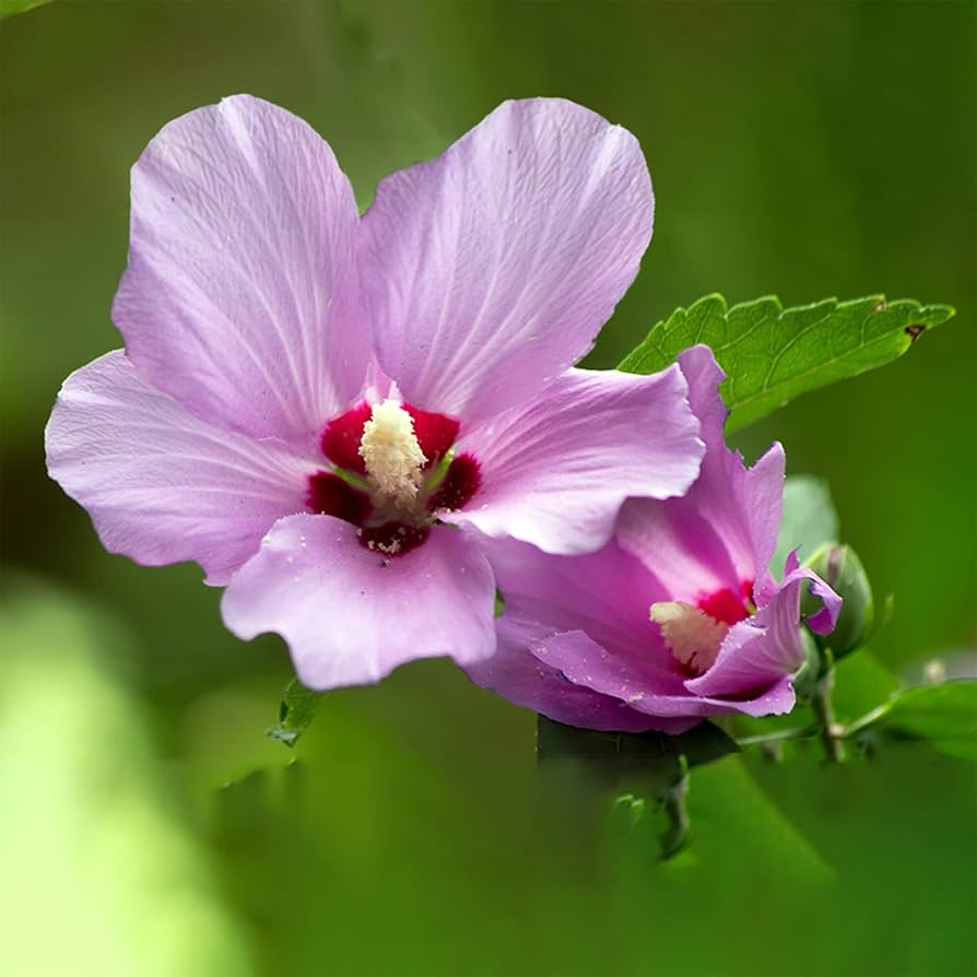 Rose of Sharon Hibiscus Starter Plant (6"), Hibiscus syriacus - Random Color