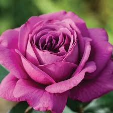 Plum Perfect™ Rose - 1.5 Gal Potted Floribunda, Purple Double Blooms, Zones 5-10